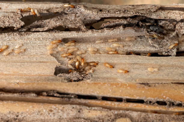 Best Ant Control Services  in Doylestown, OH